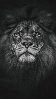 Image result for Black Lion Wallpaper iPhone