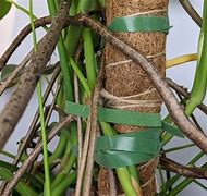 Image result for Aerial Roots