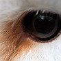 Image result for Owl Eyes Images