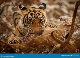 Image result for Tiger Eat Cow