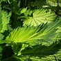 Image result for Greenery Leafy Branches