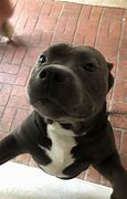 Image result for Pittie Smile