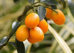 Image result for Kumquat Fruit Green and Orange