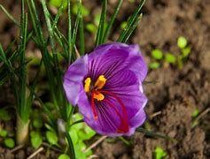 Image result for Saffron On Top