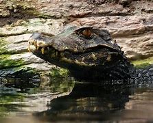 Image result for Paleosuchus