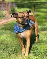 Image result for Pug Boxer Mix