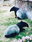 Image result for Cute Malayan Tapir