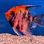 Image result for Black Angelfish Saltwater