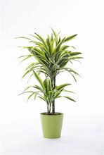 Image result for Dracena Multi