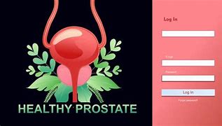 Image result for Prostate Gland Drawing