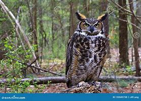 Image result for Adult Great Horned Owl