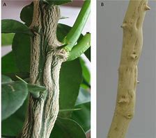 Image result for Citrus Plant Stem