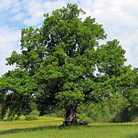 Image result for Nuttall Oak Tree