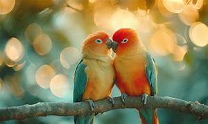 Image result for Parrot Love Birds