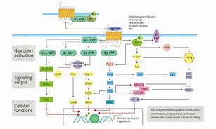 Image result for TSH Signaling Pathway