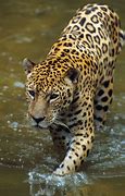 Image result for African Jaguar