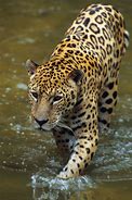 Image result for african jaguar diet