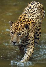 Image result for Jaguar Mythology