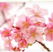 Image result for Pink Fluit Flowers