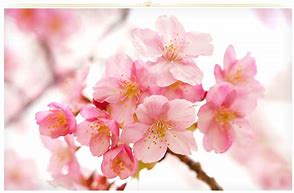 Image result for Fun Flowers Pink