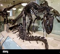 Image result for Giant Skeleton Brazil Museum