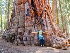 Image result for Sequoia National Park Entrance