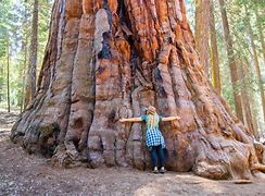 Image result for Sequoia National Park Views