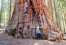 Image result for Sequoia National Park Animals