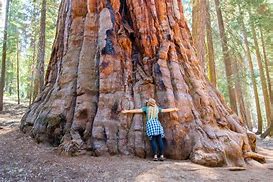 Image result for Sequoia National Park Road Trip