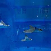 Image result for Aquarium Salon