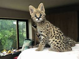 Image result for Serval Kittens