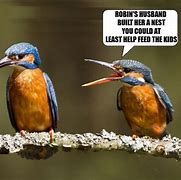 Image result for Bird Watch Meme