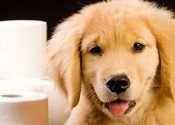 Image result for Potty for Dogs