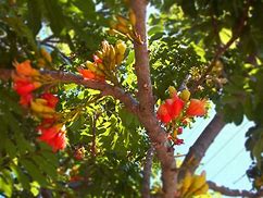 Image result for African Bean Tree