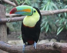 Image result for Toucan Varieties