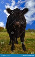 Image result for Aberdeen Angus Cow Goofy