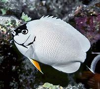 Image result for Expensive Saltwater Fish