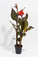 Image result for Dark Red Canna Lily