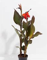 Image result for Red Leaf Canna Lily