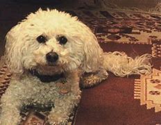 Image result for White Maltese Dog