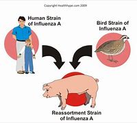 Image result for H1N1 Swine Flu