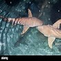 Image result for Feeding Sharks in Aquarium