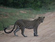 Image result for Yala Leopard