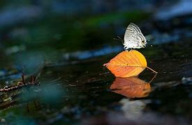 Image result for Water Butterfly Wallpaper