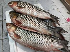 Image result for Nama Ikan Sura