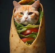 Image result for Cat Burrito Song