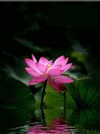 Image result for Lotus Theme GIF