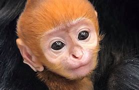 Image result for Monkey Koki