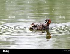 Image result for Small Grebe Beijing