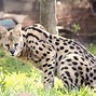 Image result for Serval Pictures